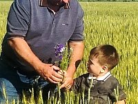 В ожидании страды